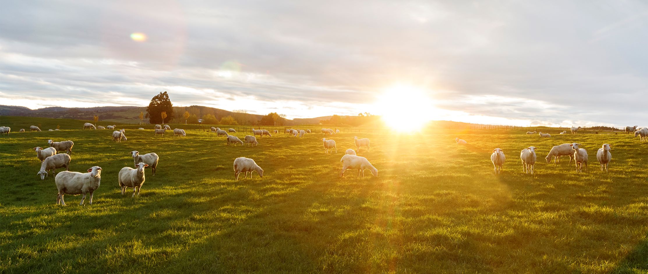 Sheep On Farm Sheep On Farm